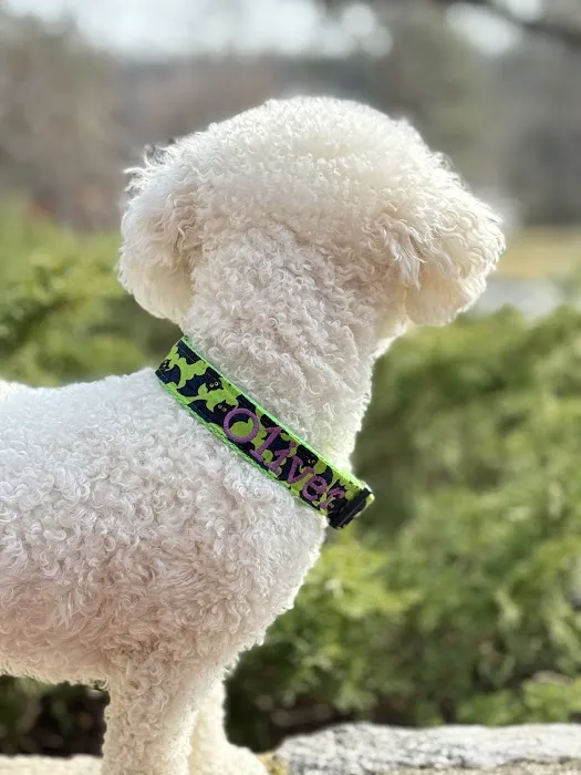 Sassy Dog Fashions Picture 10