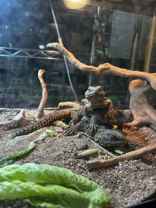 The Reptile Depot Picture 6