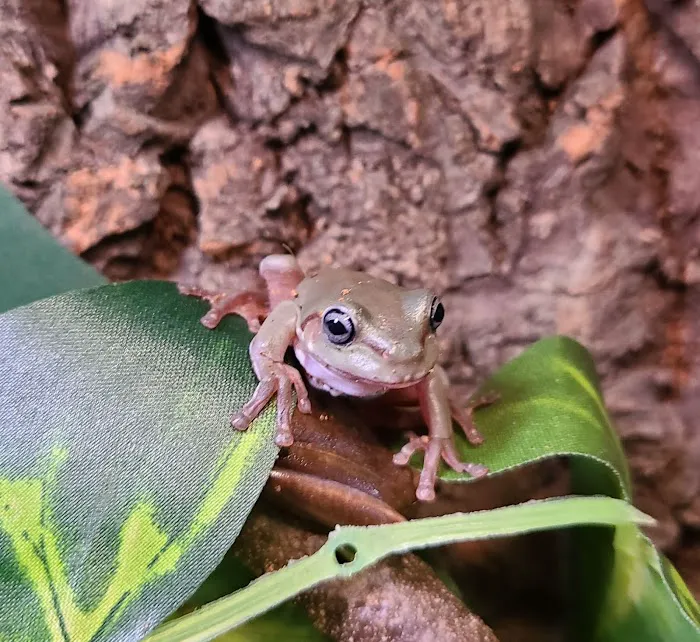 The Reptile Depot Picture 8