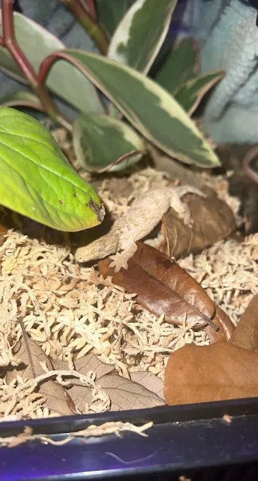 The Reptile Depot Picture 9