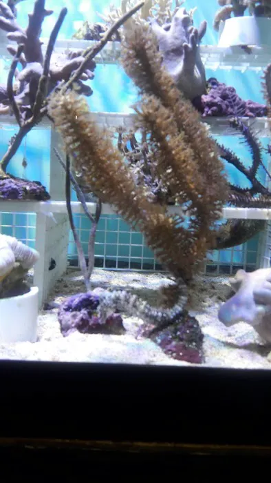 Something Fishy: Saltwater Aquarium Superstore Picture 5