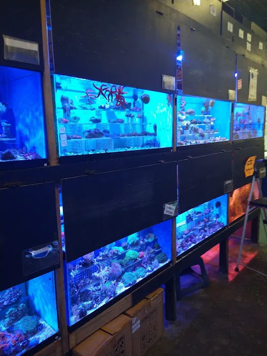 Something Fishy: Saltwater Aquarium Superstore Picture 6