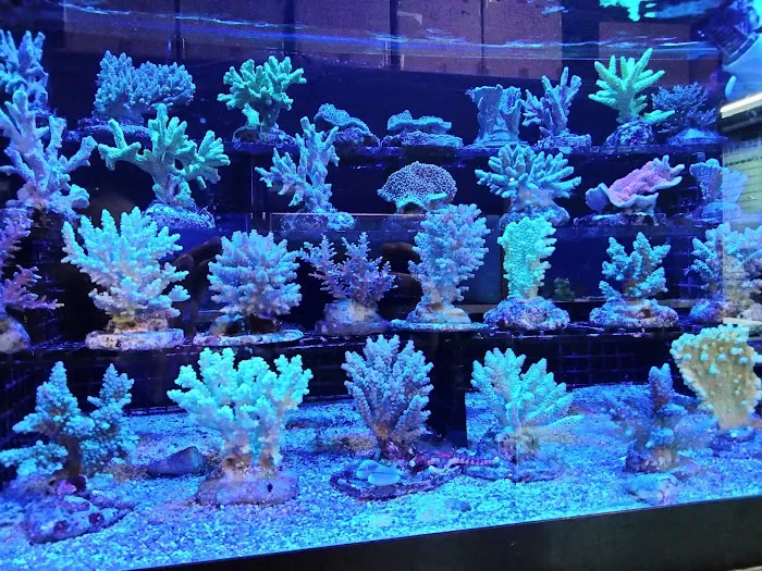 Something Fishy: Saltwater Aquarium Superstore Picture 4
