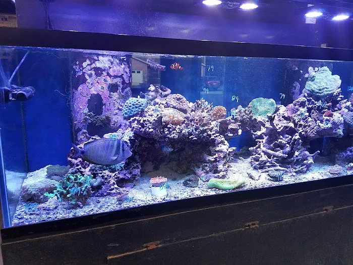 Something Fishy: Saltwater Aquarium Superstore Picture 8