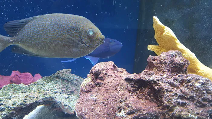Something Fishy: Saltwater Aquarium Superstore Picture 10