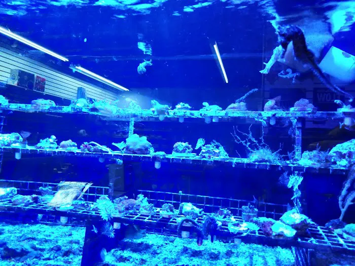 Something Fishy: Saltwater Aquarium Superstore Picture 7