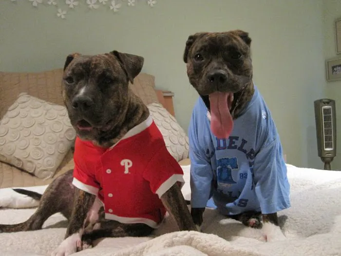 Stony Brook Home Veterinary Care Picture 1