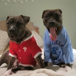 Stony Brook Home Veterinary Care