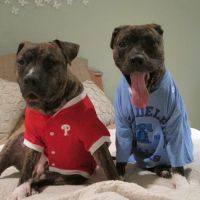 Stony Brook Home Veterinary Care ico