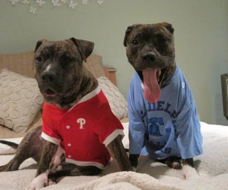 Stony Brook Home Veterinary Care