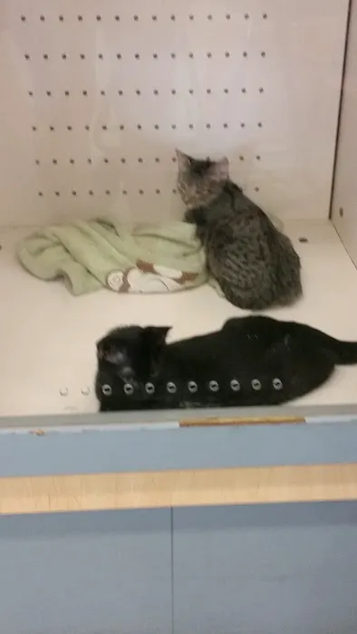 Petco Picture 1