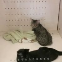 Petco ico