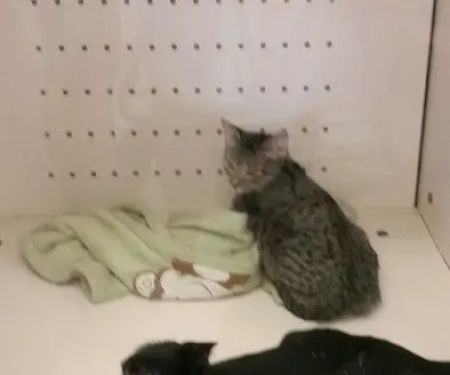 Petco