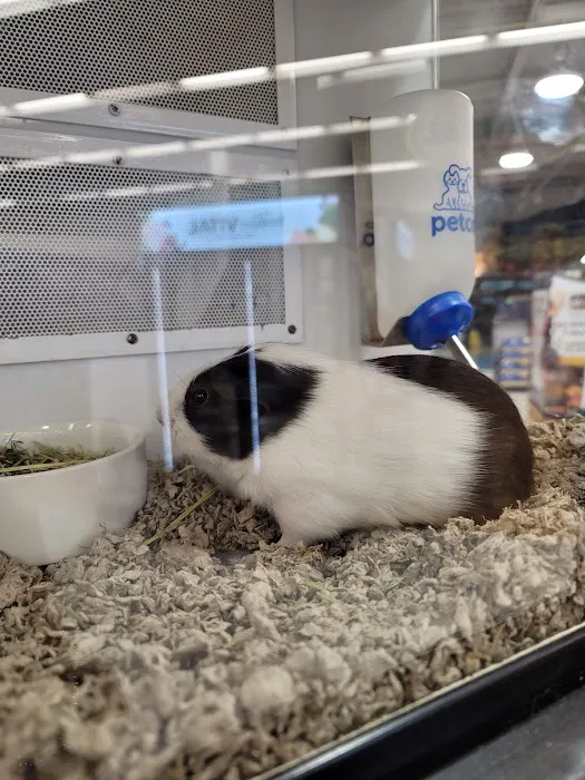 Petco Picture 7