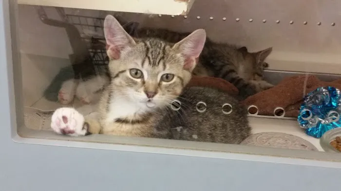 Petco Picture 9