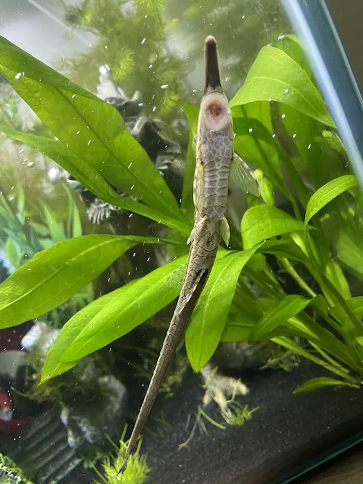 One Fish Two Fish Picture 8