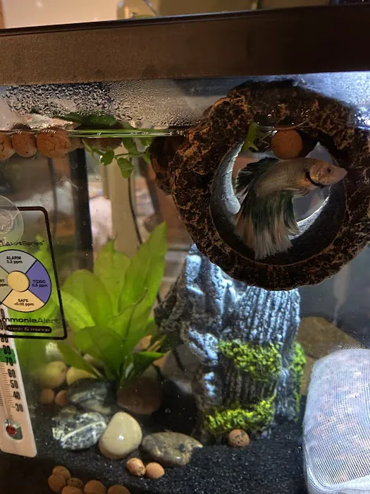 One Fish Two Fish Picture 6