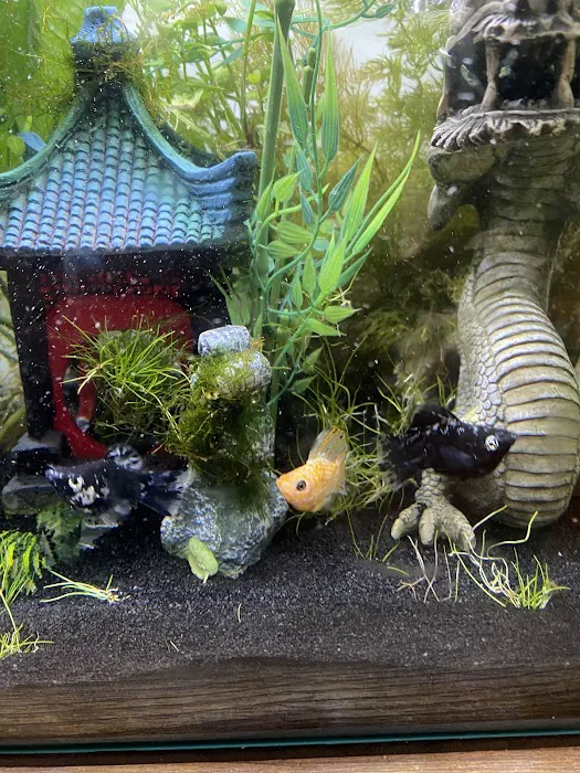 One Fish Two Fish Picture 9