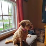 Banfield Pet Hospital