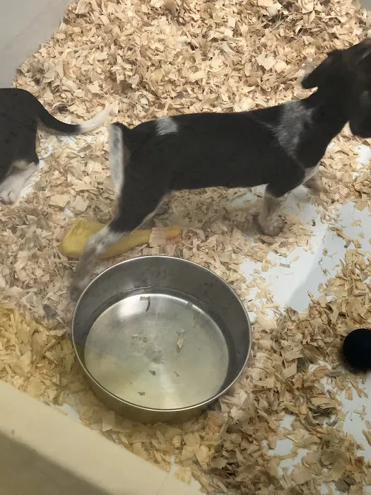 Yuppy Puppy Pet Shop Picture 2
