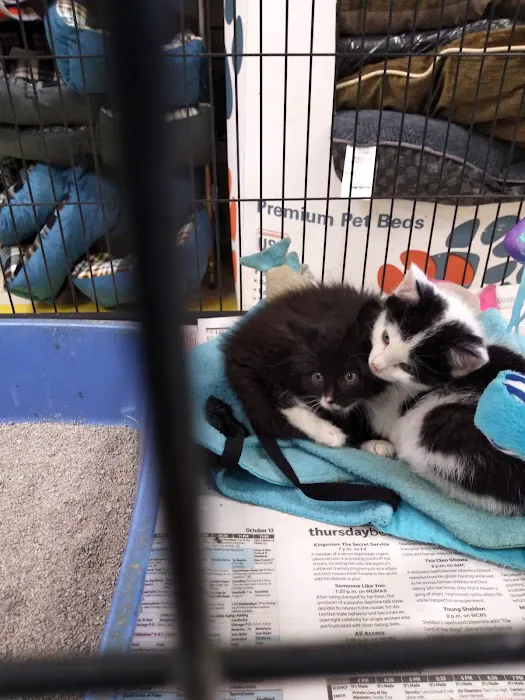 Yuppy Puppy Pet Shop Picture 4
