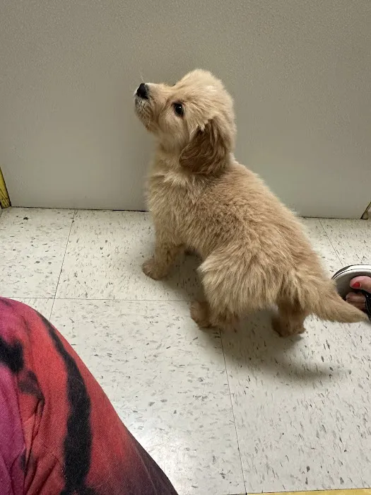 Yuppy Puppy Pet Shop Picture 7