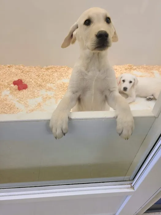 Yuppy Puppy Pet Shop Picture 10