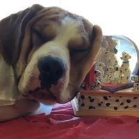 Brookside Puppies ico