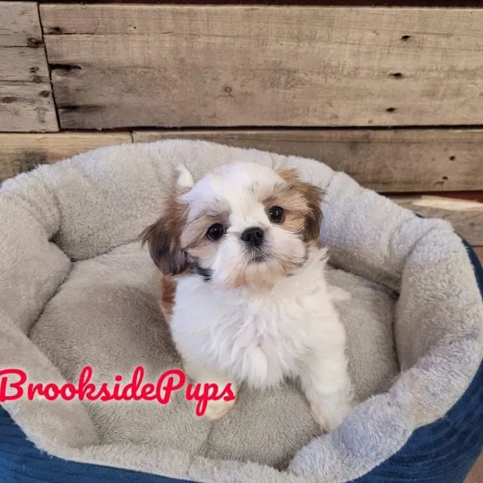 Brookside Puppies Picture 2