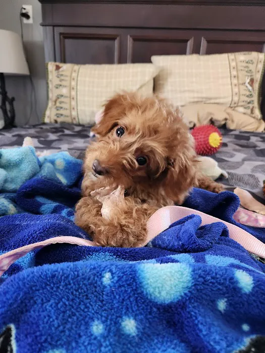 Brookside Puppies Picture 5
