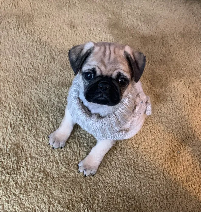 Brookside Puppies Picture 8