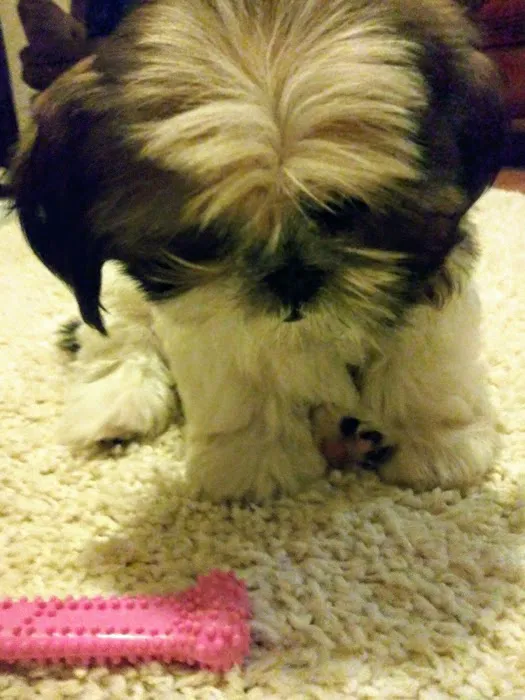 Brookside Puppies Picture 9