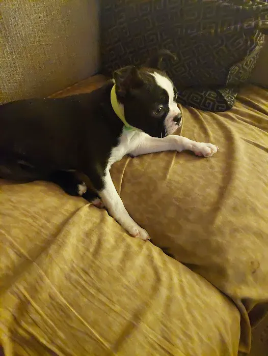 Brookside Puppies Picture 7
