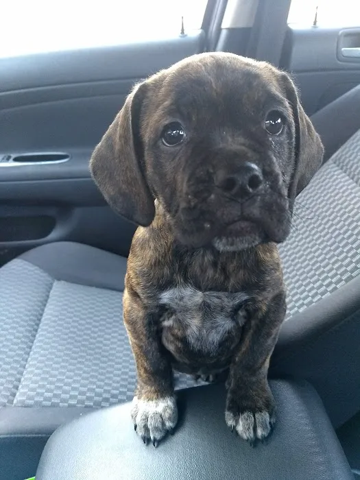 Brookside Puppies Picture 10