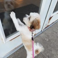 Pocono Creek Pet Center ico