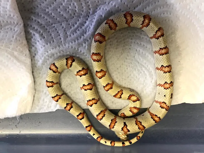 Petfection Exotic Pet Specialist Picture 5