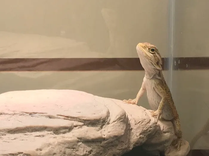 Petfection Exotic Pet Specialist Picture 6