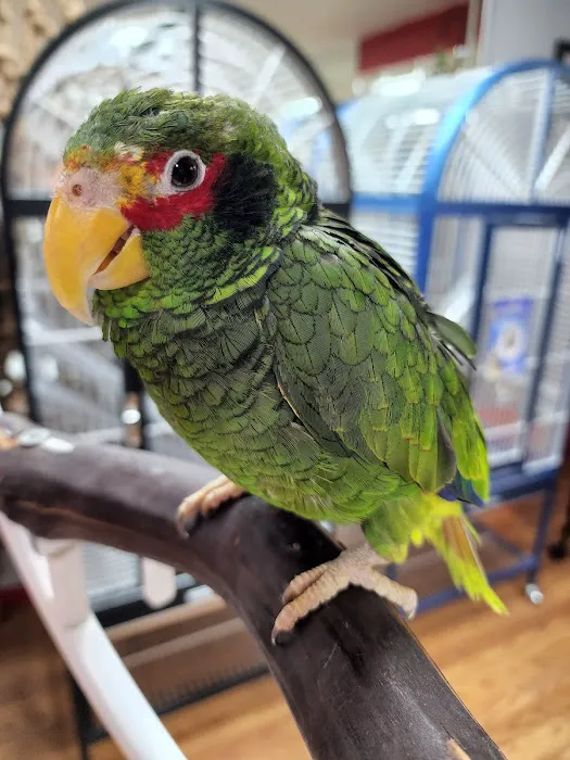 Anas Parrots and Supplies Picture 6
