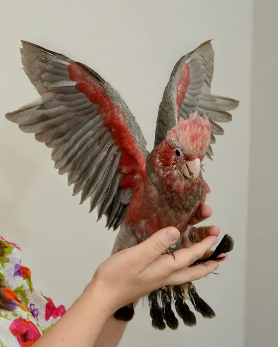 Anas Parrots and Supplies Picture 4