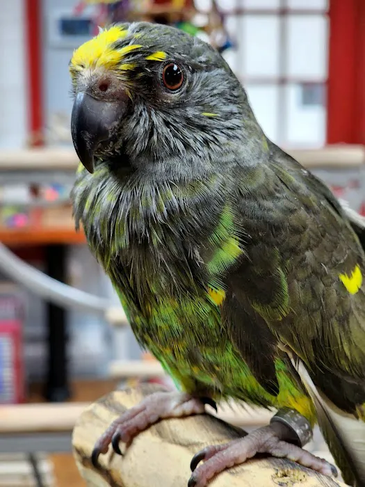 Anas Parrots and Supplies Picture 7