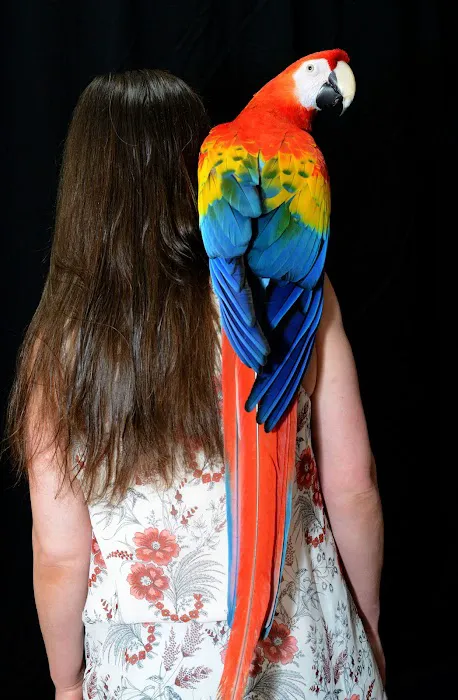 Anas Parrots and Supplies Picture 9