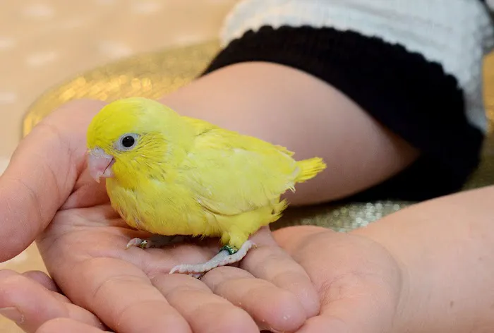 Anas Parrots and Supplies Picture 10