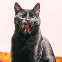 Foxmoor Animal Hospital ico