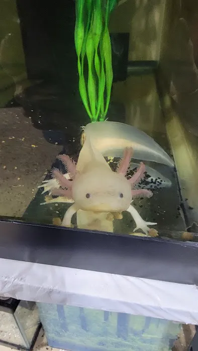 Luna's Axolotls Picture 1