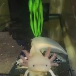 Luna's Axolotls