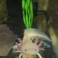 Luna's Axolotls ico