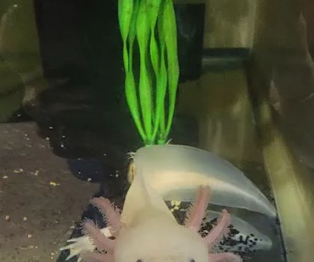 Luna's Axolotls