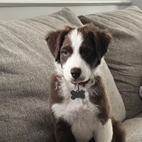 Allentown Animal Hospital ico