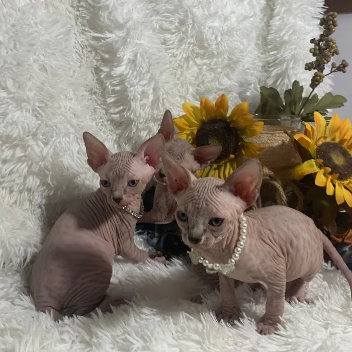 JRS Birthday Suit Sphynx Picture 2