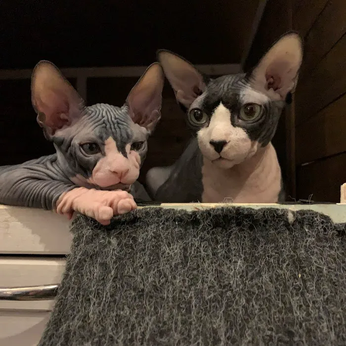 JRS Birthday Suit Sphynx Picture 1